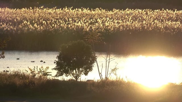 4K・朝の川面と鳥_2-143