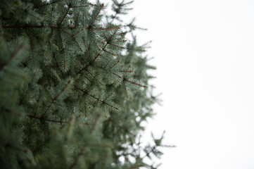 Tannenbaum von unten im Freien