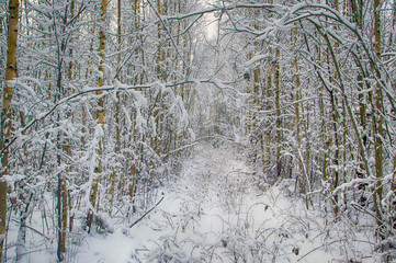 Winter road in the forest