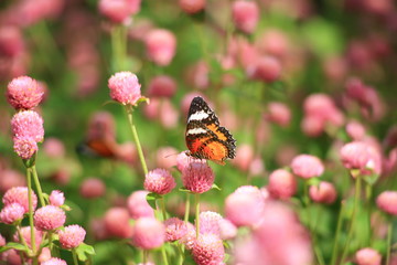Butterflies and Flowers