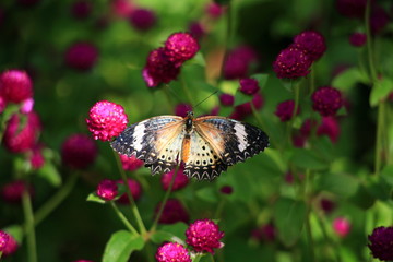 Butterflies and Flowers