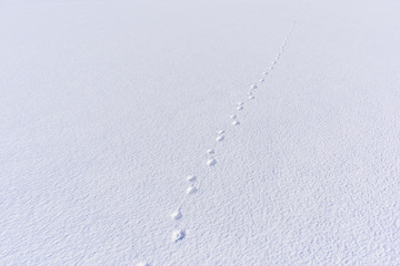 Animal footprints on snow