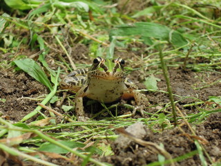Japanese meadow frog
