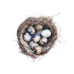 Naklejka na ściany i meble Quail eggs in nest