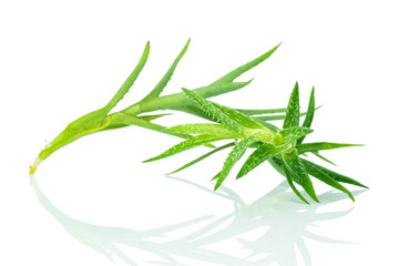 Aloe plant on white background