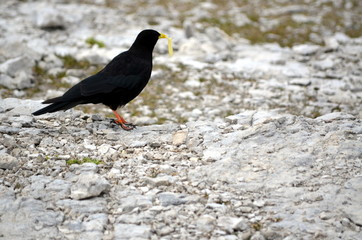 Black crow eating a chip