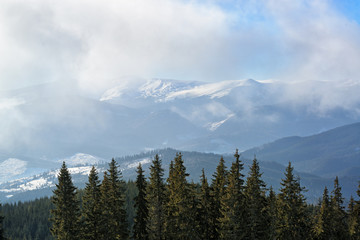 Naklejka premium Spruce trees in the mountains