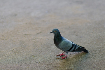 A curious pigeon stands alone on paved ground.