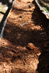Rotten Tree Log