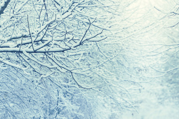 Snow on a tree branches. Winter scene with vintage look.