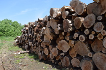 伐採直後に積まれた杉の丸太