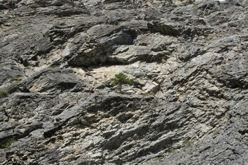 tree growing in cliff