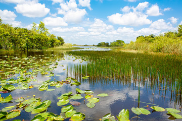 Obraz na płótnie Canvas Florida wetland, Airboat ride at Everglades National Park in USA