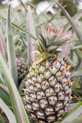 Pineapple in the field