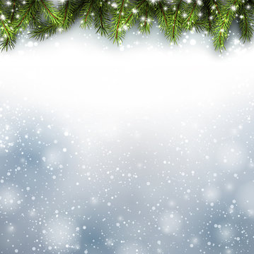 Winter background with fir branches.