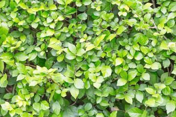 Green leaf wall texture background