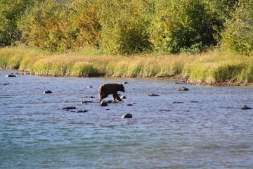 Bear Crossing River
