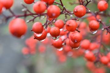 赤い南天（ナンテン）の実　雨