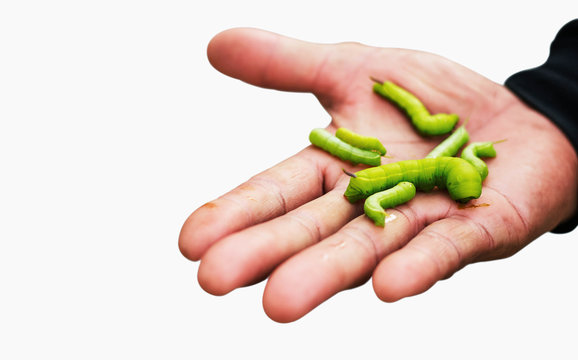 worm on hands