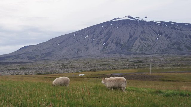 Iceland volcano landscape with beautiful volcano Snaefellsjokull and sheep grassing. Icelandic nature in summer. RED EPIC SLOW MOTION.