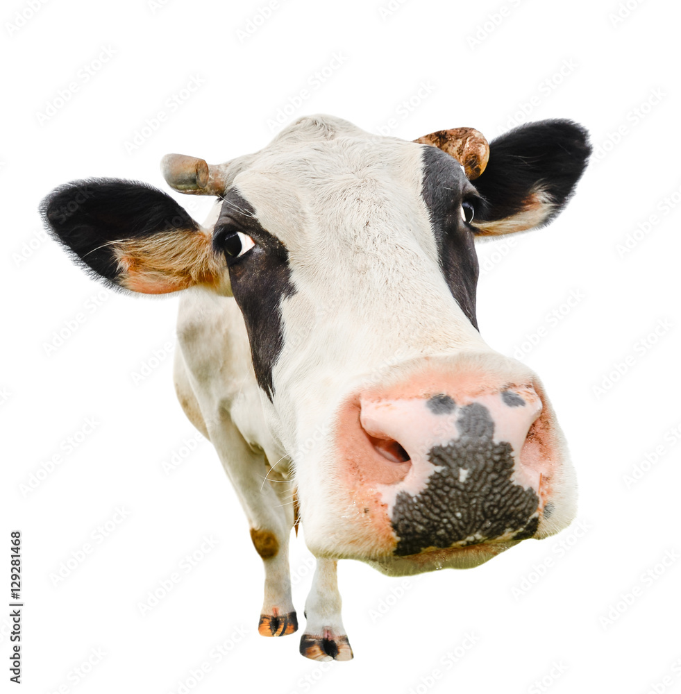 Wall mural Funny cute cow isolated on white. Talking  black and white cow close up. Funny curious cow.  Farm animals. Pet cow on white. Cow close looking at the camera 