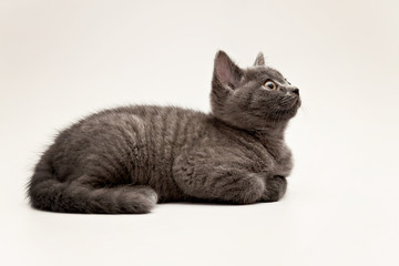 gray fluffy kitten lies quietly isolated on white