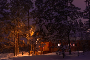 Snow-Covered Tall Pines on the Background of the Lighted Cottage