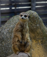.The meerkat in a zoo in Germany