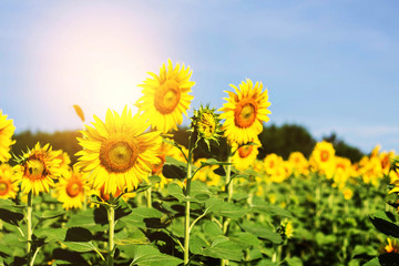 Sunflower with blue sky.jpg