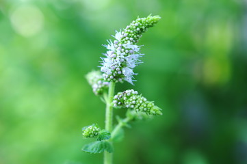 アップルミントの花（クローズアップ）