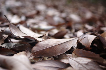 森の中の落ち葉