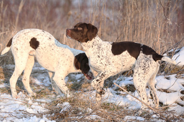 French Pointing Dogs