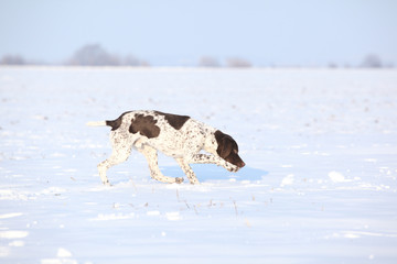 Fototapeta na wymiar Nice French Pointing Dog moving in winter