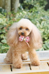 犬（トイプードル）