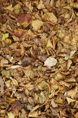 A whole page of dry autumn leaves background texture