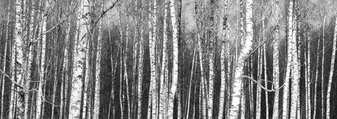 Beautiful landscape with birches. Black and white panorama with birches in retro style. Birch grove in autumn. The trunks of birch trees. Black and white panoramic photo of birch trunks.