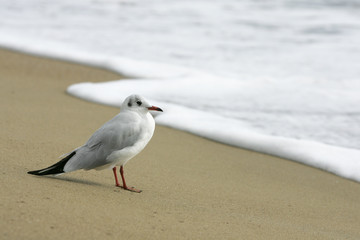 Seagull standing alone on beach