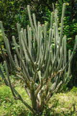 Cactus in South America