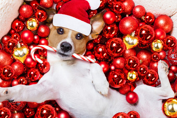 christmas santa claus dog and xmas balls as background