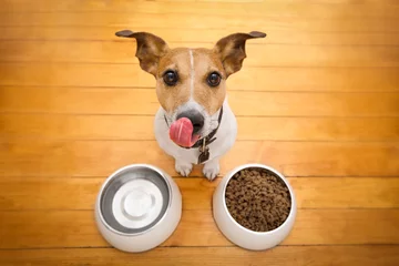 Cercles muraux Chien fou hungry dog bowl