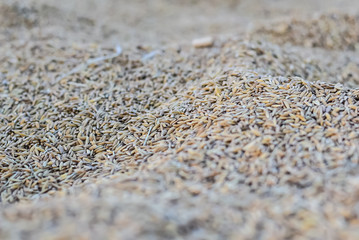 Wheat grains