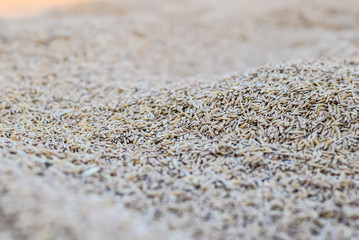 Wheat grains