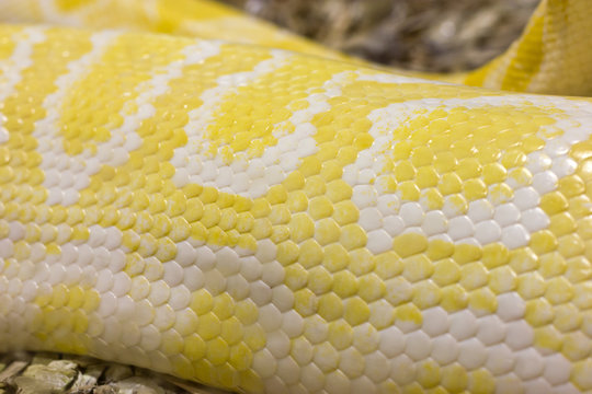 Closeup image of skin scales of an albino reticulated python.