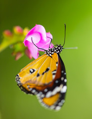Plain Tiger Butterfly(Danaus chrysippus).