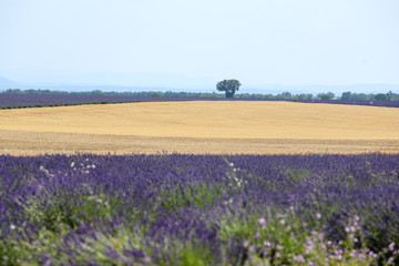 Obraz premium lavandes en provence