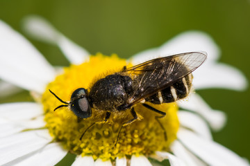 Fly Gathering Pollen (Top View)
