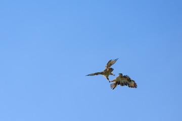 Zwei Vögel kämpfen in der Luft um ihr Revier