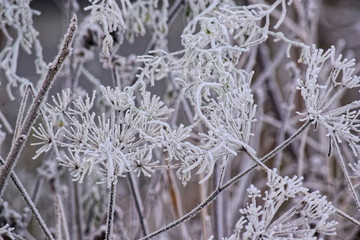 Winter. Frost. Plants.