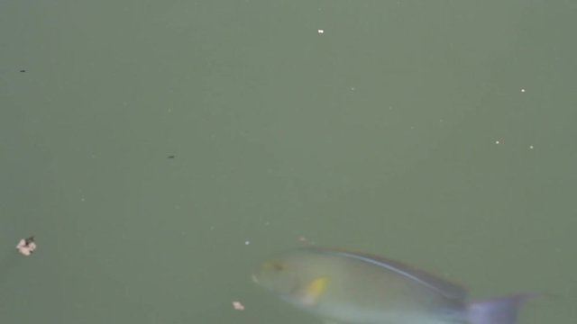 orbicular batfish (Platax orbicularis) and Yellowfin surgeonfish swim in muddy water 
