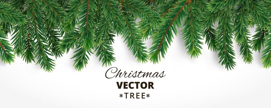 Banner with vector christmas tree branches and space for text. R